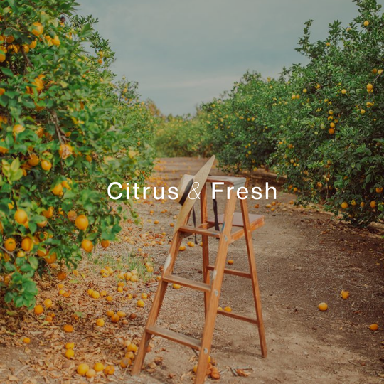 CITRUS GROVE TRAVEL TIN SOY CANDLE (4oz / 135g)